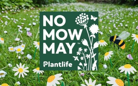 No Mow May
