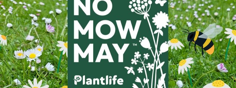 No Mow May